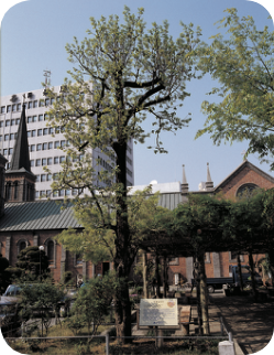 [교실 밖 대구역사체험] 계산성당 감나무 & 대구미술관