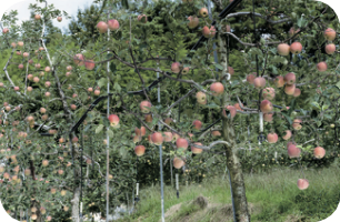 [교실 밖 대구 역사체험] 도동 측백수림
