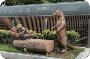 [교실 밖 대구역사체험] 신천 이야기 하나, 수달을 발견하라