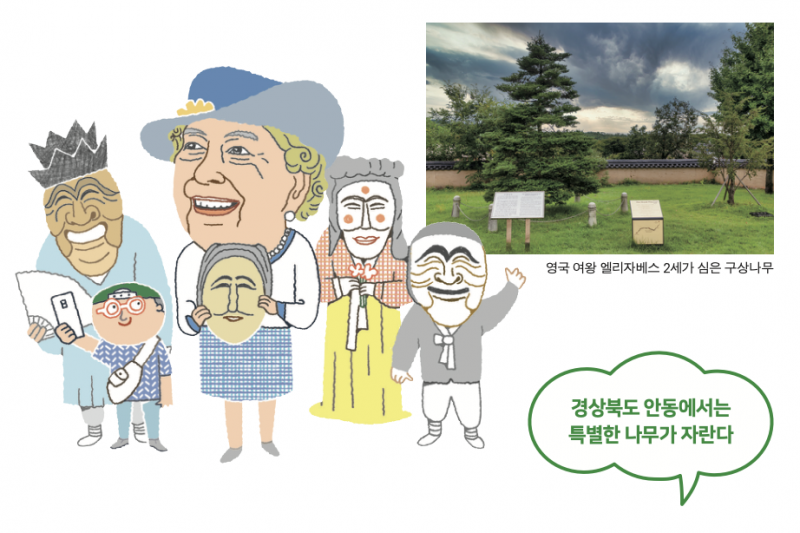 경상북도 안동에서는 특별한 나무가 자란다