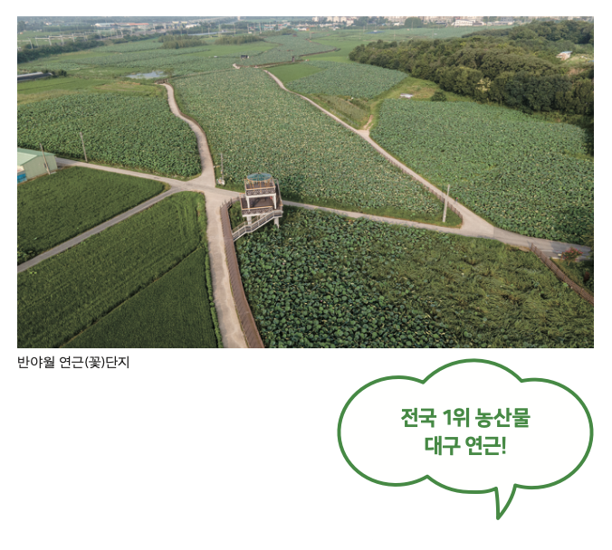 전국 1위 농산물 대구 연근!