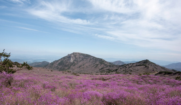 비슬산참꽃문화제