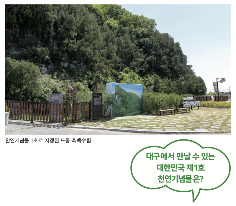 대구에서 만날 수 있는 대한민국 제1호 천연기념물은?