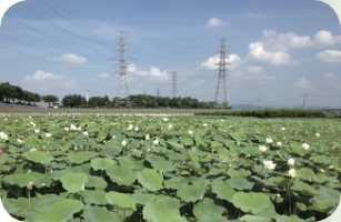 [교실 밖 대구 역사체험] 반야월 연근(꽃)단지
